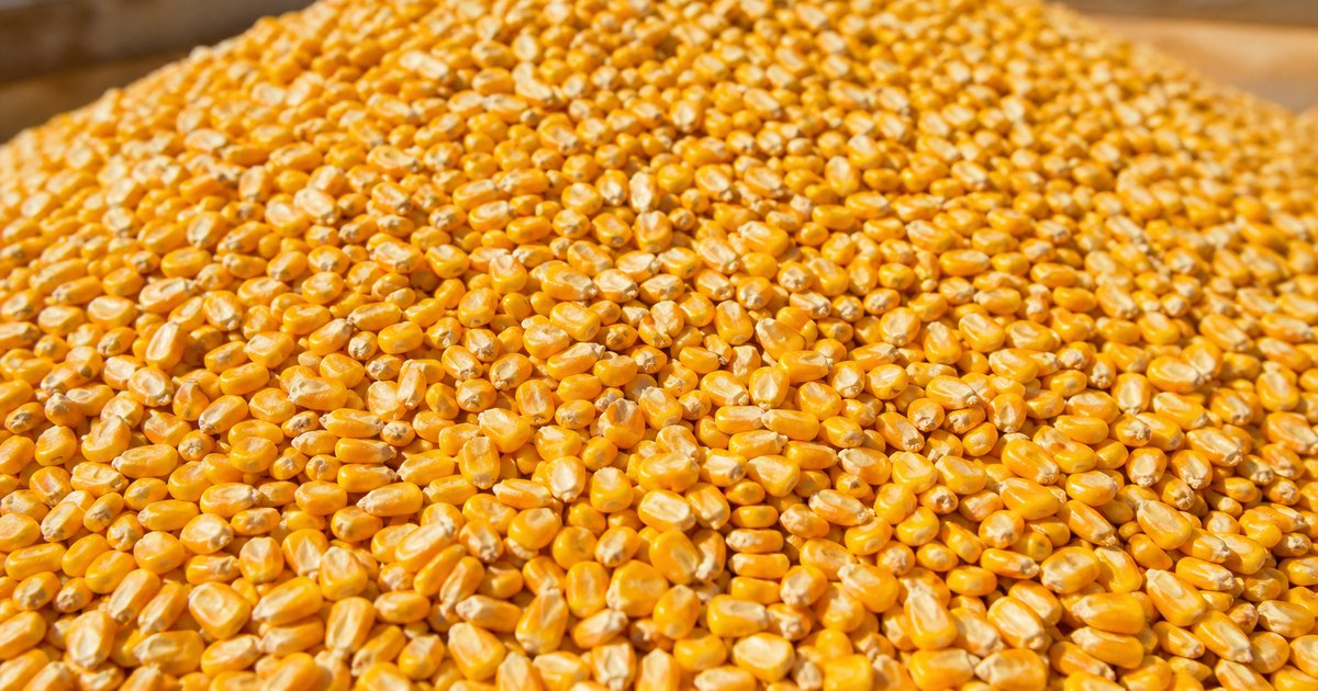Russian yellow corn maize bulk