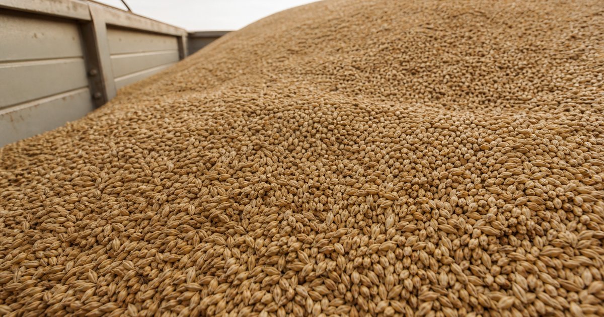 Russian feed barley bulk
