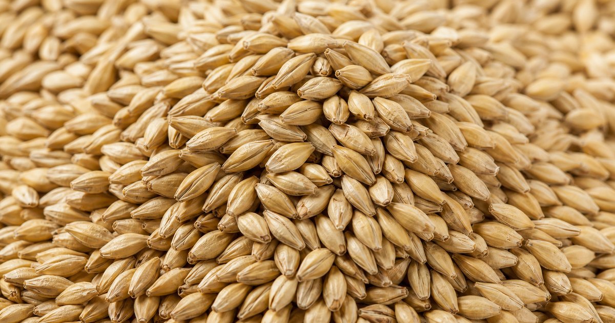 Russian malting barley bulk