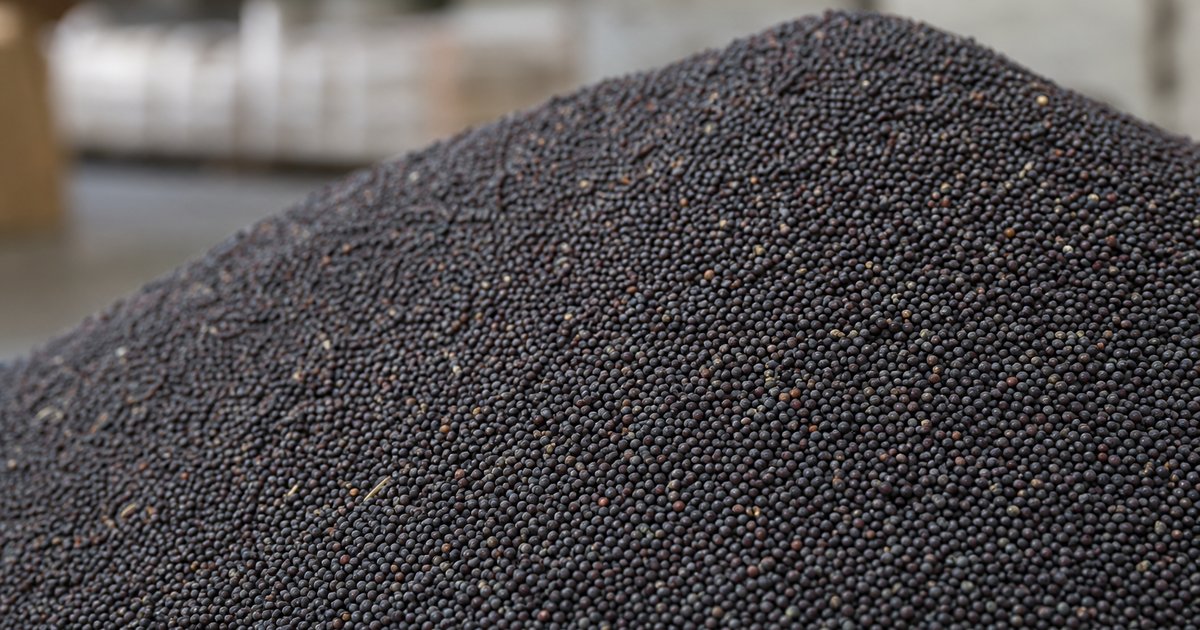 Russian rapeseed bulk