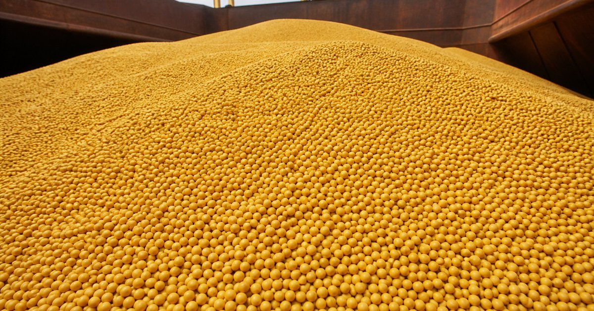 Russian soybeans bulk