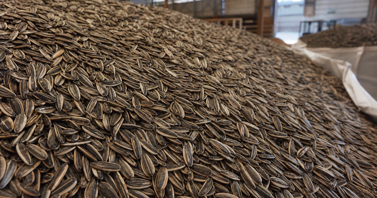 Russian sunflower seed bulk