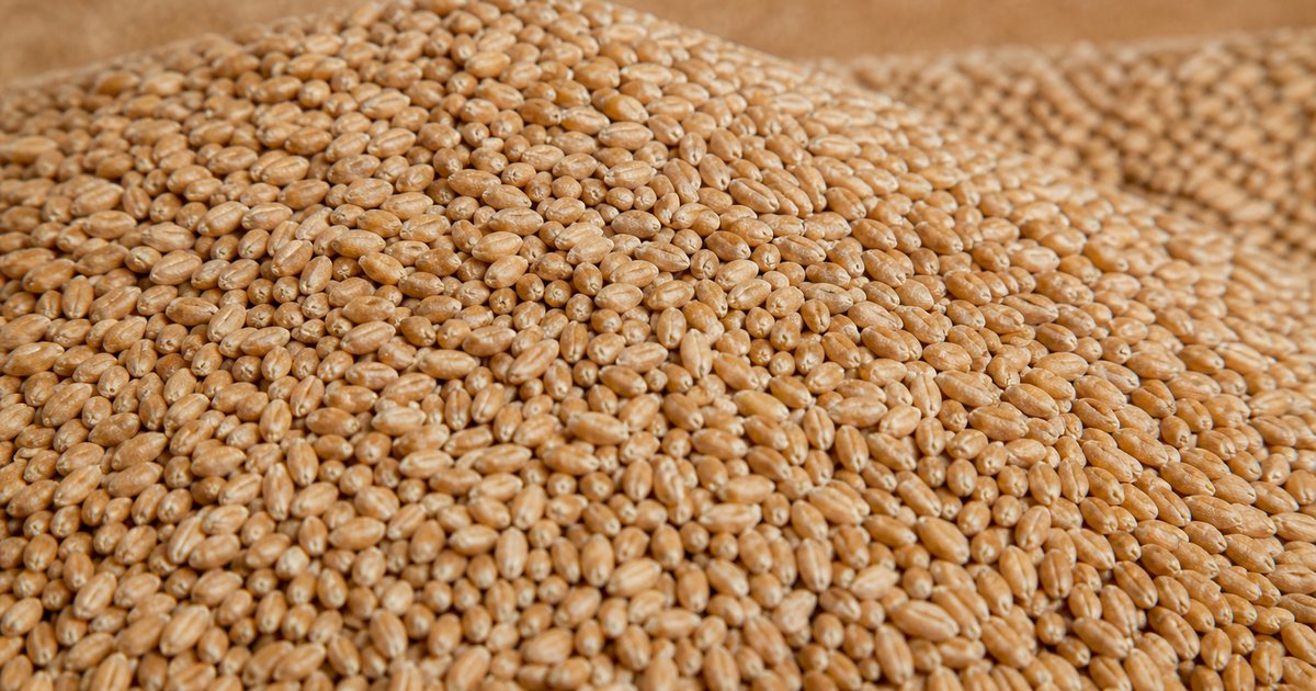 Russian milling wheat 11.5%
