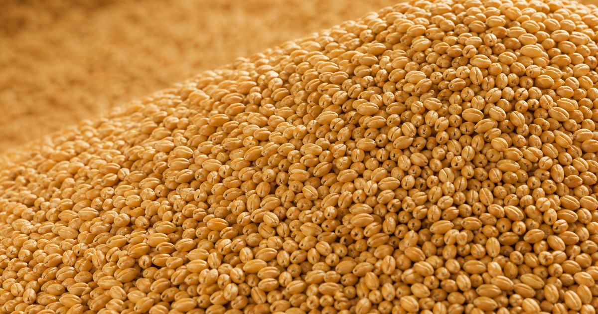 Russian milling wheat 12.5%