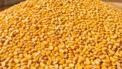 روسی yellow ذرت maize bulk