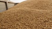 جو دامی روسیه bulk