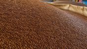 روسی flax seed bulk