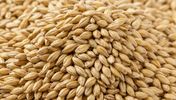 جو مالت روسیه bulk