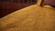 کنجاله سویای روسیه bulk