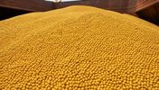 سویای روسیه bulk
