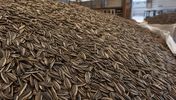 روسی تخمه آفتابگردان bulk