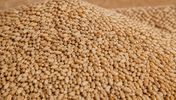 روسی milling گندم ۱۱٫۵%