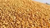 روسی milling گندم ۱۳٫۵%